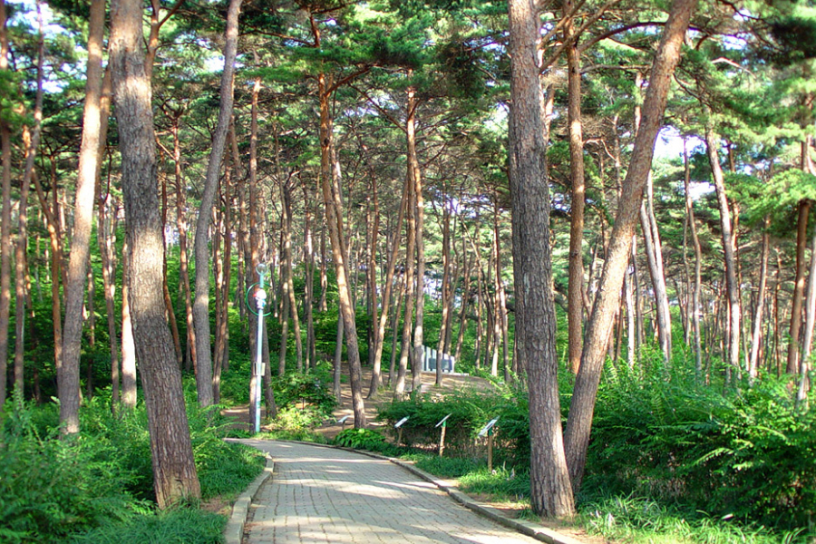 안면송림